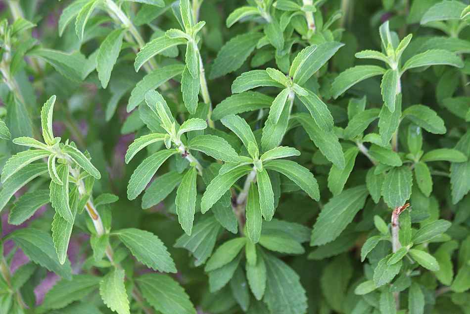 stevia
