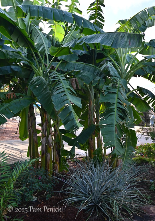 foliage power at houston botanic garden 5 houston botanic garden