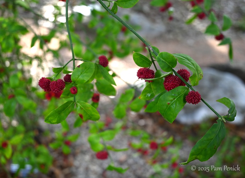 foliage power at houston botanic garden 6 houston botanic garden