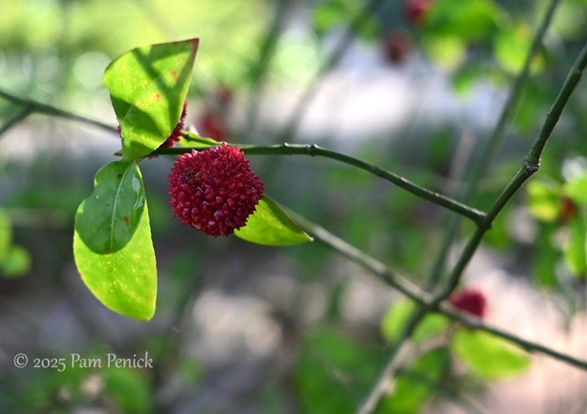 foliage power at houston botanic garden 7 houston botanic garden