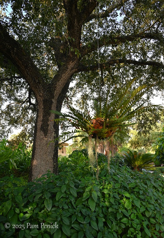 foliage power at houston botanic garden 9 houston botanic garden