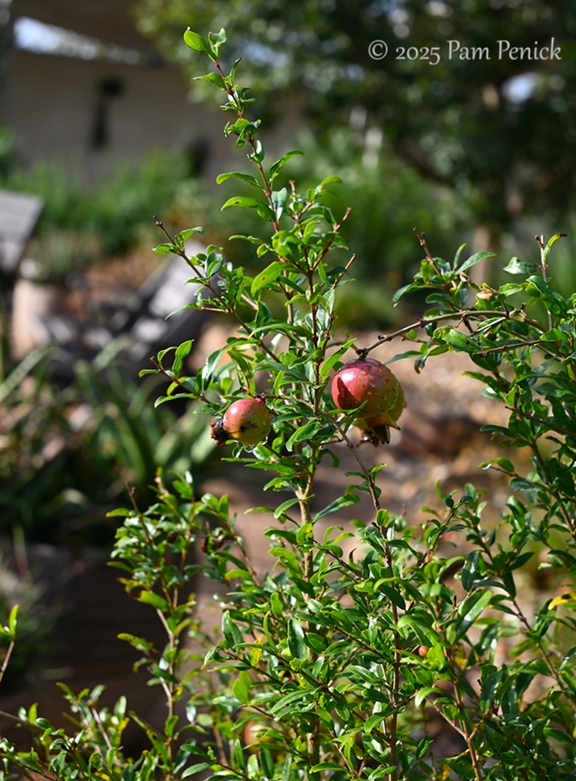 foliage power at houston botanic garden 10 houston botanic garden