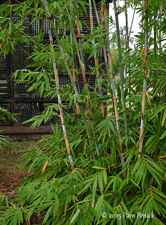 foliage power at houston botanic garden 14 houston botanic garden