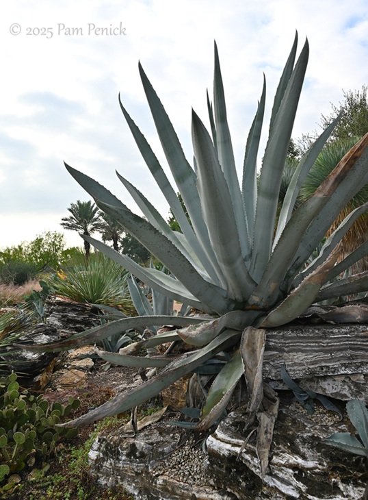 foliage power at houston botanic garden 16 houston botanic garden