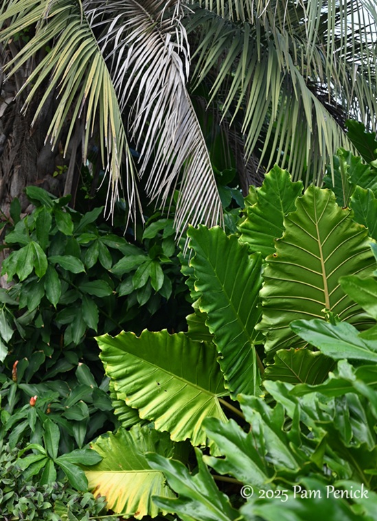 foliage power at houston botanic garden 23 houston botanic garden