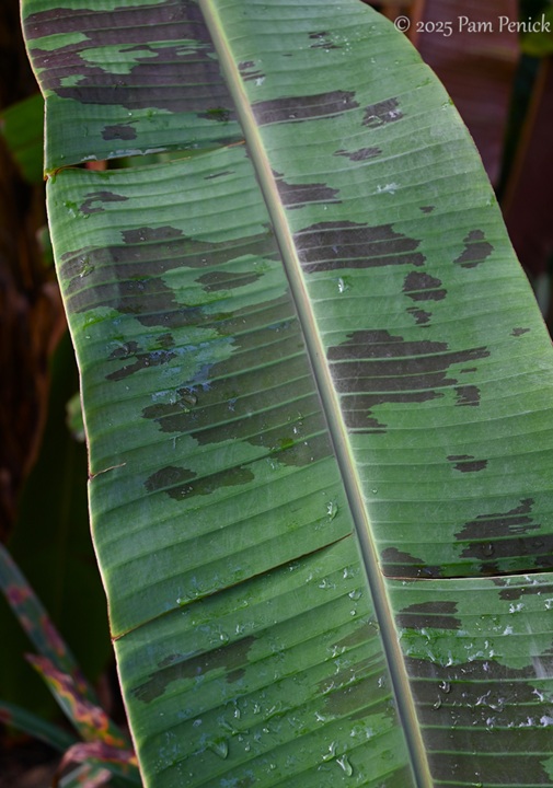 foliage power at houston botanic garden 24 houston botanic garden