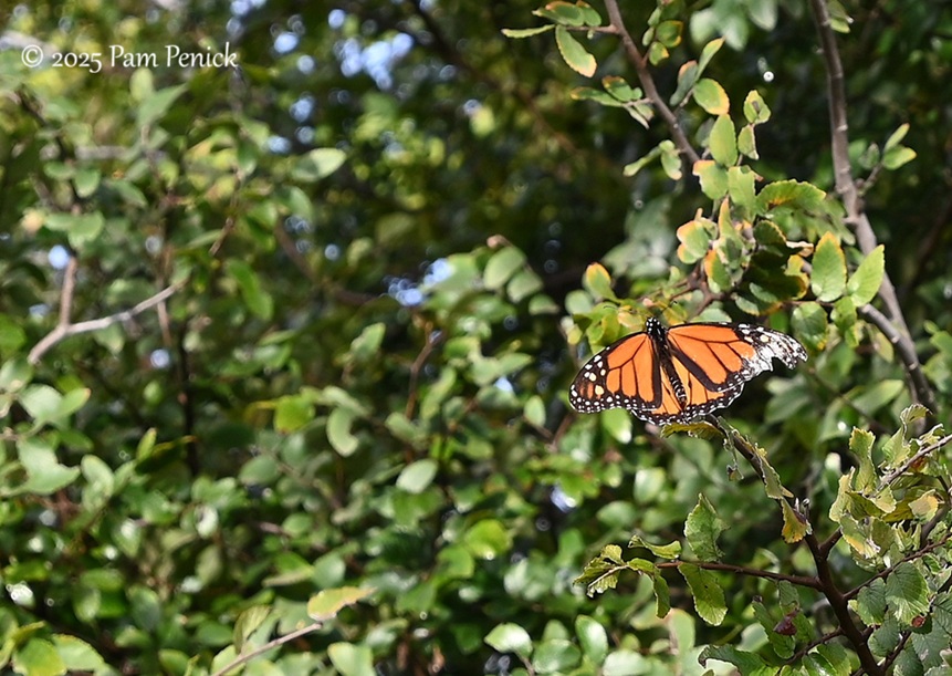 foliage power at houston botanic garden 29 houston botanic garden