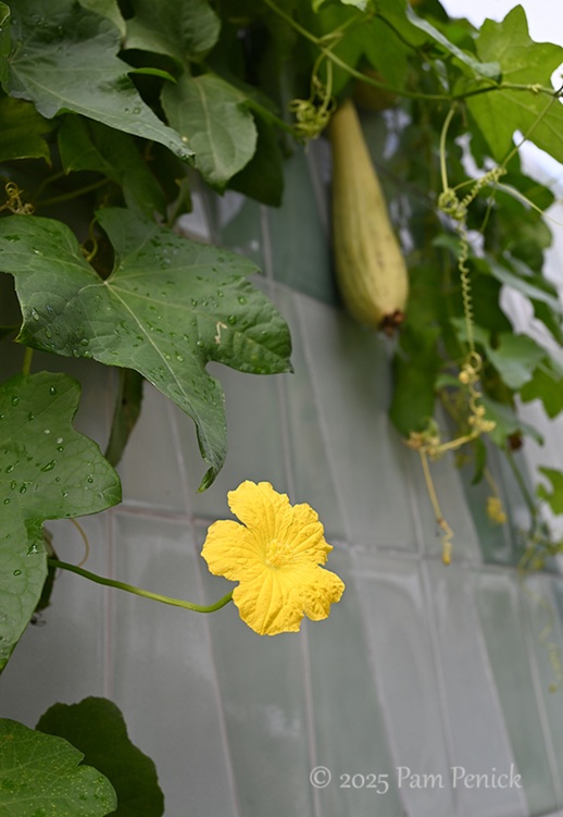 foliage power at houston botanic garden 32 houston botanic garden