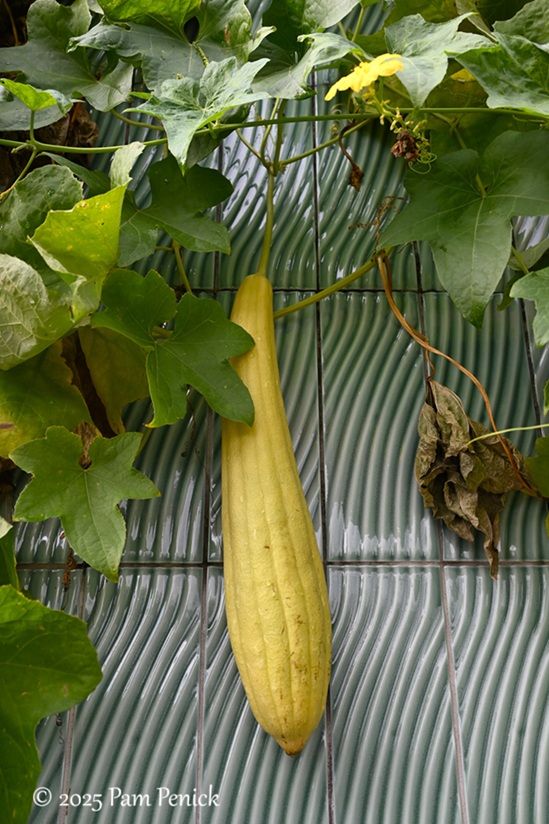foliage power at houston botanic garden 33 houston botanic garden