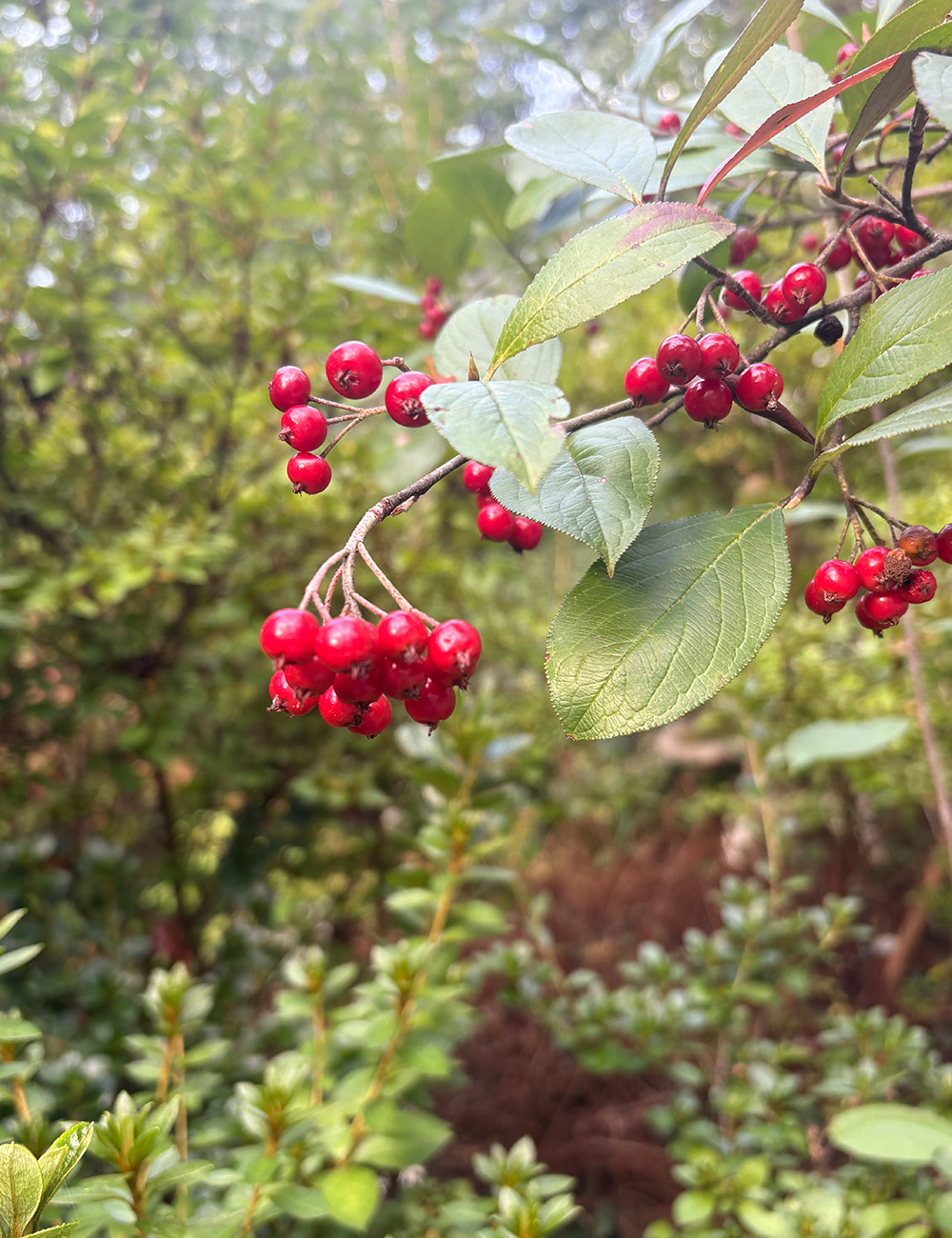bright red berries on branch