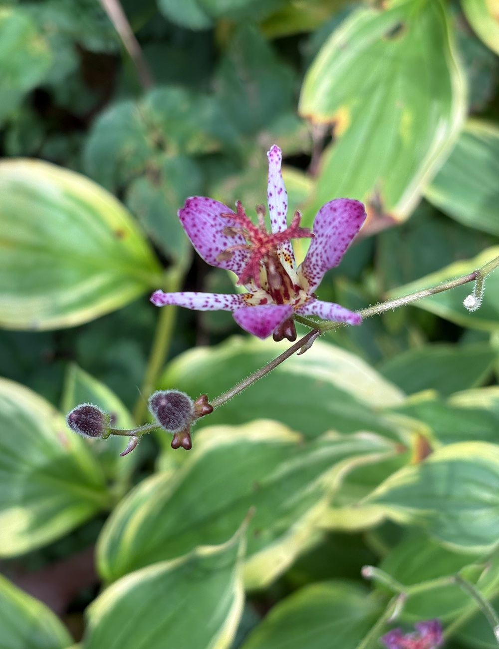 purple speckled flower above variegated foliage