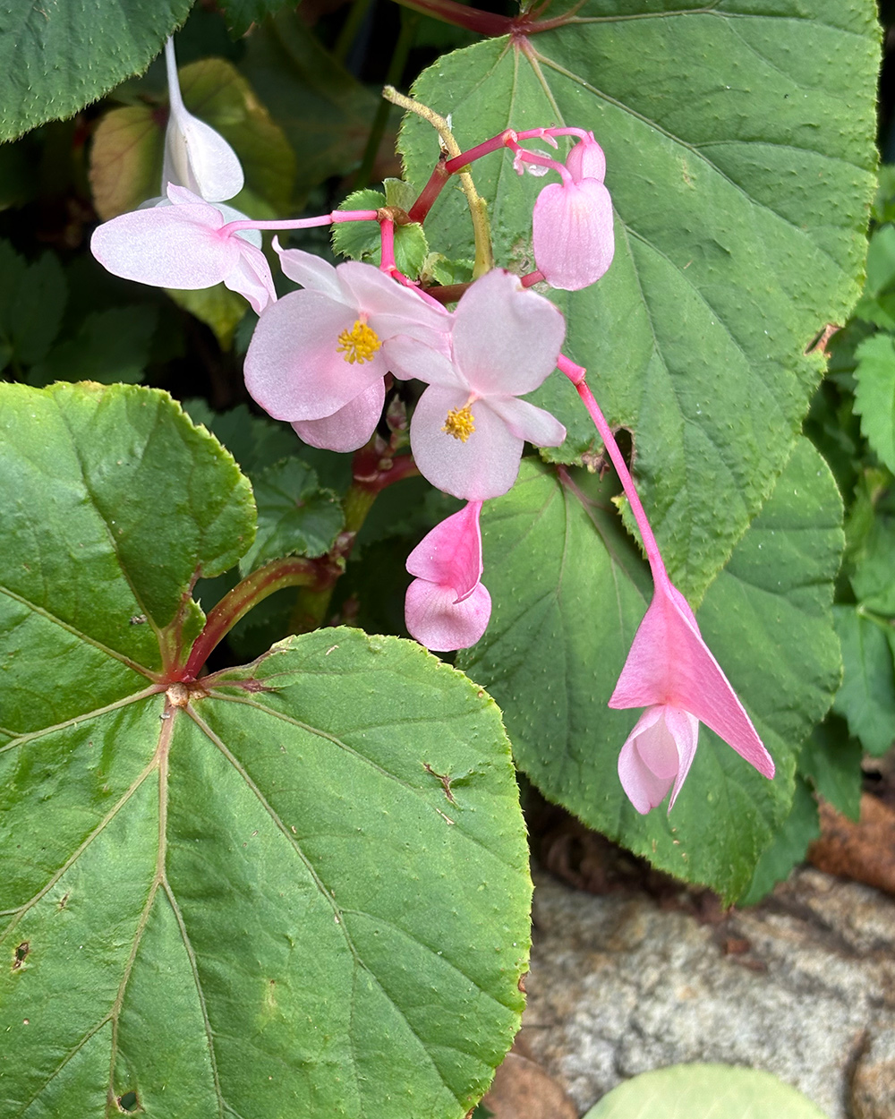 light pink fall flowers
