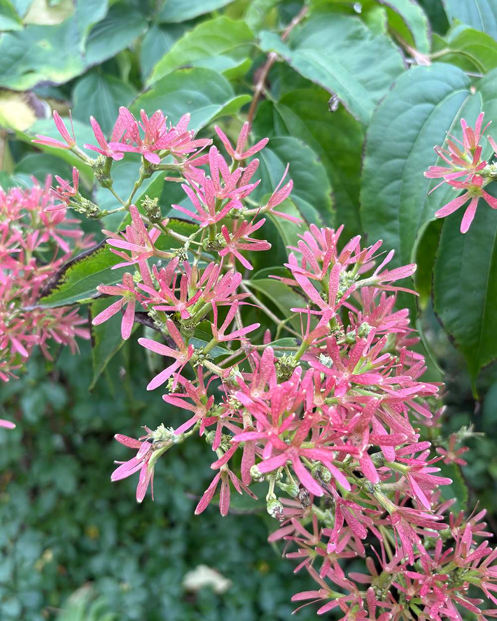 cluster of pink flowers