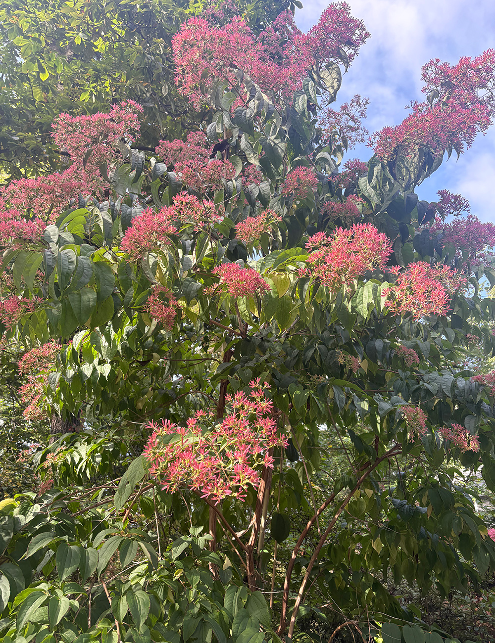 shrub with pink flowers