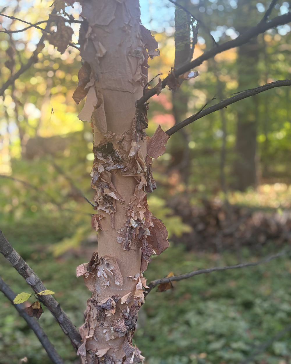 peeling bark on a tree