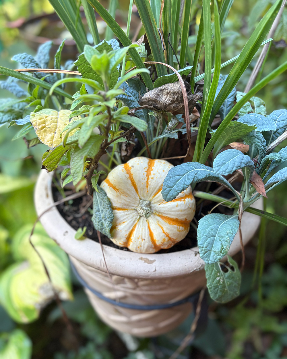 white and orange squash in container planting of green foliage