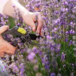 The 2-Minute Herb Pruning Hack That Changed My Entire Garden Game –