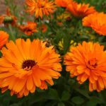 Why Spend 100s When These 11 Flowers Plant Themselves Every Year