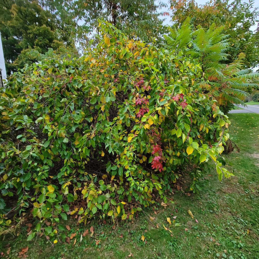 Nature is Taking Over Gardendaze