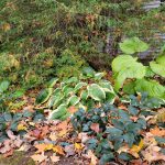 Leave the Leaves–Most of the Time – Gardendaze