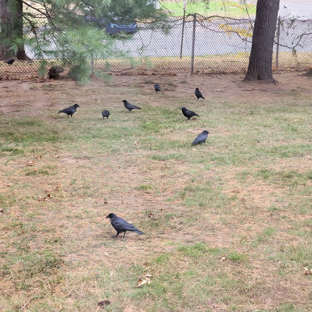 A Murder of Crows – Gardendaze