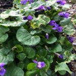 The Urban Veg Patch: My Frankenstein garden