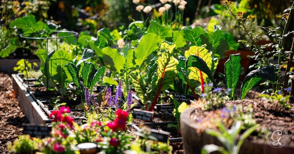 What to Plant in December in Arizona