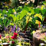 What to Plant in December in Arizona