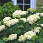 Want to Know WHEN to Prune? This Will Answer All of Your Questions!