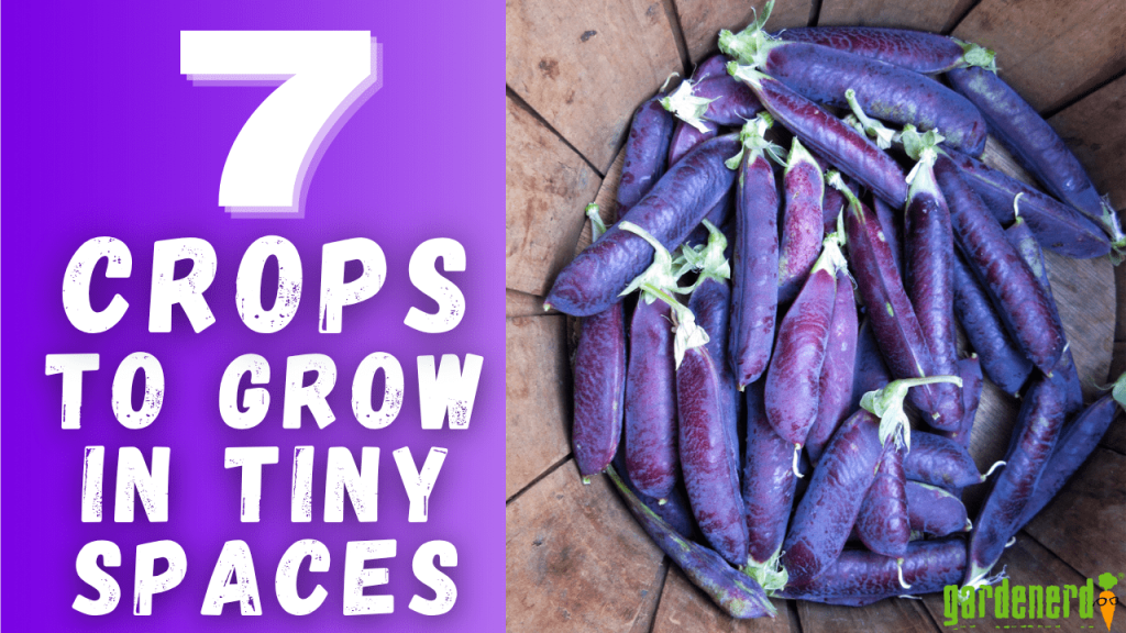 YouTube: 7 Crops to Plant in Tiny Spaces