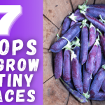 YouTube: 7 Crops to Plant in Tiny Spaces
