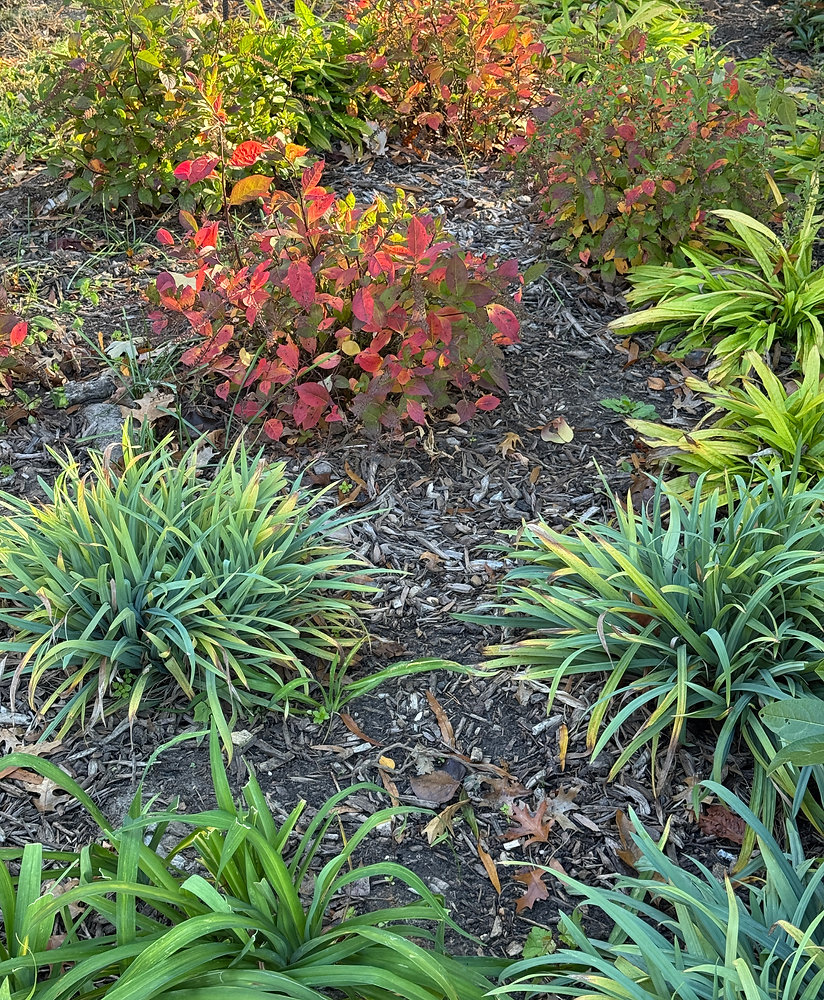 Creating Softer Landing Spots and Fall Magic with Native Plants