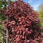 Seeing the Right Native Plant in the Right Place