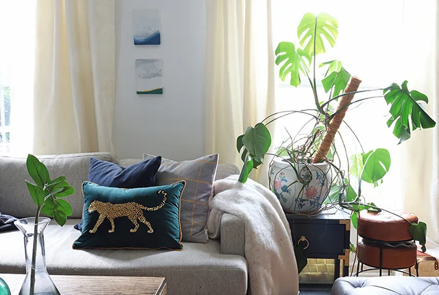 Style Your Home with The 8 Best Houseplants for Beginners