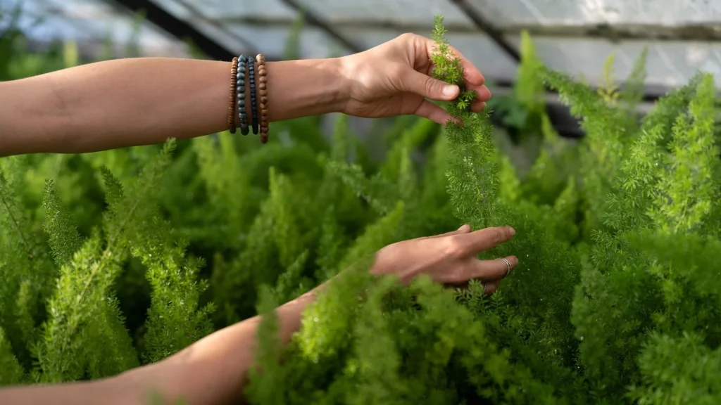 How to Care for Foxtail Ferns in Fall and Winter