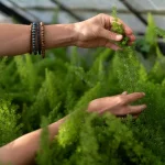 How to Care for Foxtail Ferns in Fall and Winter