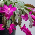 How to Save Your Christmas Cactus