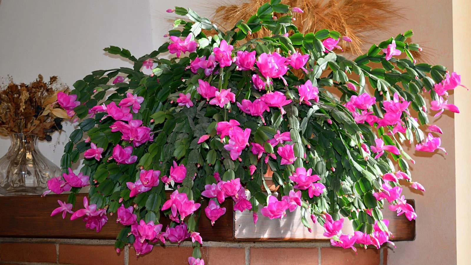 a focused shot of a succulent that shows how to propagate thanksgiving christmas cactus, helping the thanksgiving cactus bloom