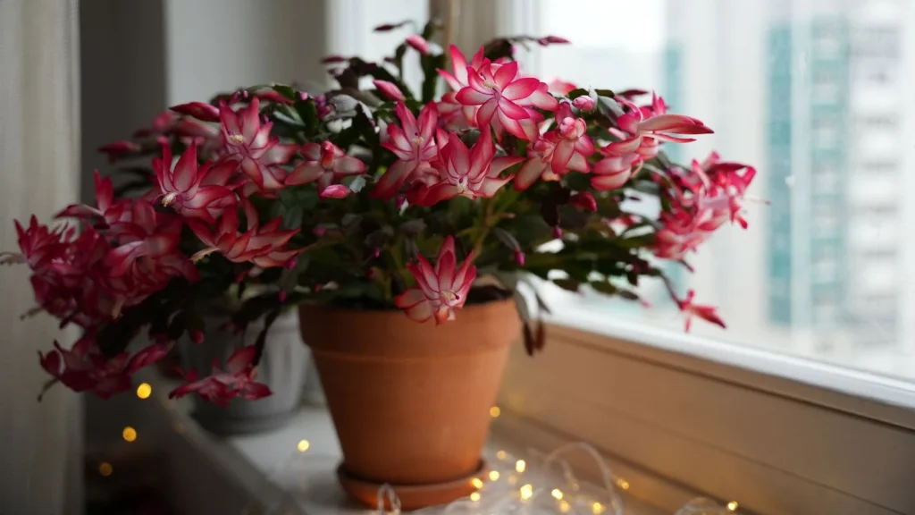 How to Fertilize Your Christmas Cactus with Coffee Grounds