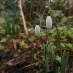 Herbs the Wolf Moon and the first snowdrop