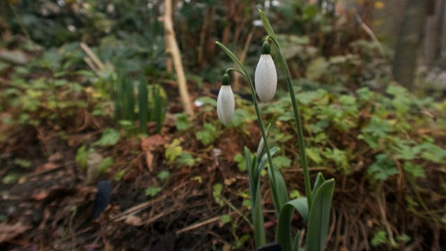 Herbs the Wolf Moon and the first snowdrop