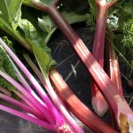 Goodbye Storm Moon Hello Worm Moon