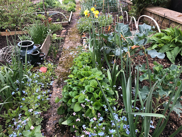 april in the veg patch