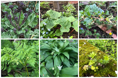 april in the veg patch