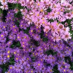 Fall Favorites: Perennials and Annuals — Seattle’s Favorite Garden Store Since 1924