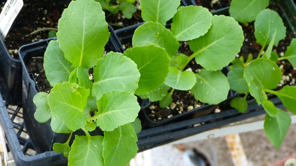 Freeze warning - Is Protection Needed?