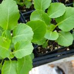 Freeze warning – Is Protection Needed