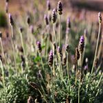 What To Do With Lavender Plants In The Fall