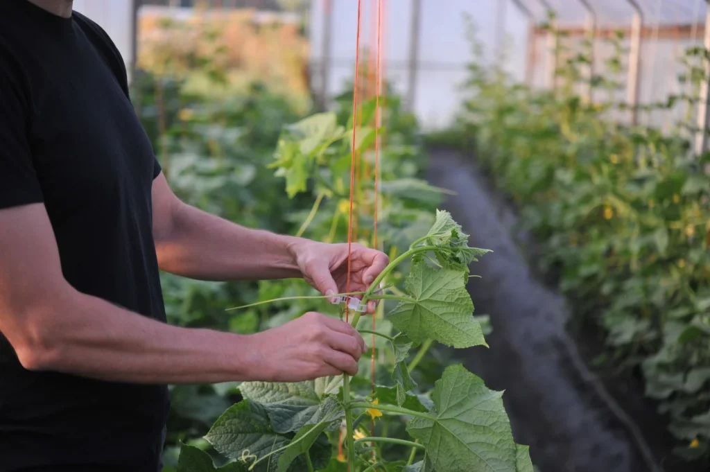 The best way to trellis