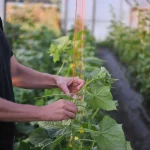 The best way to trellis